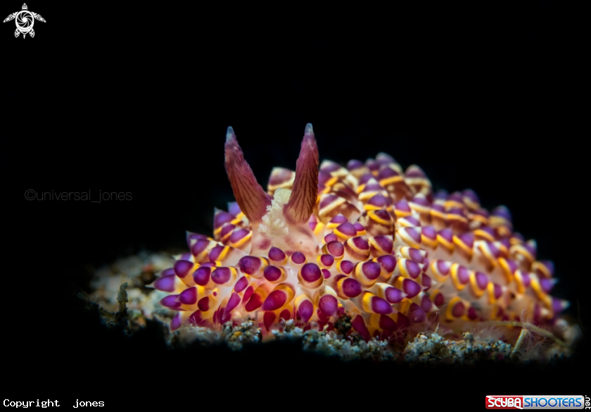 A Janolus 