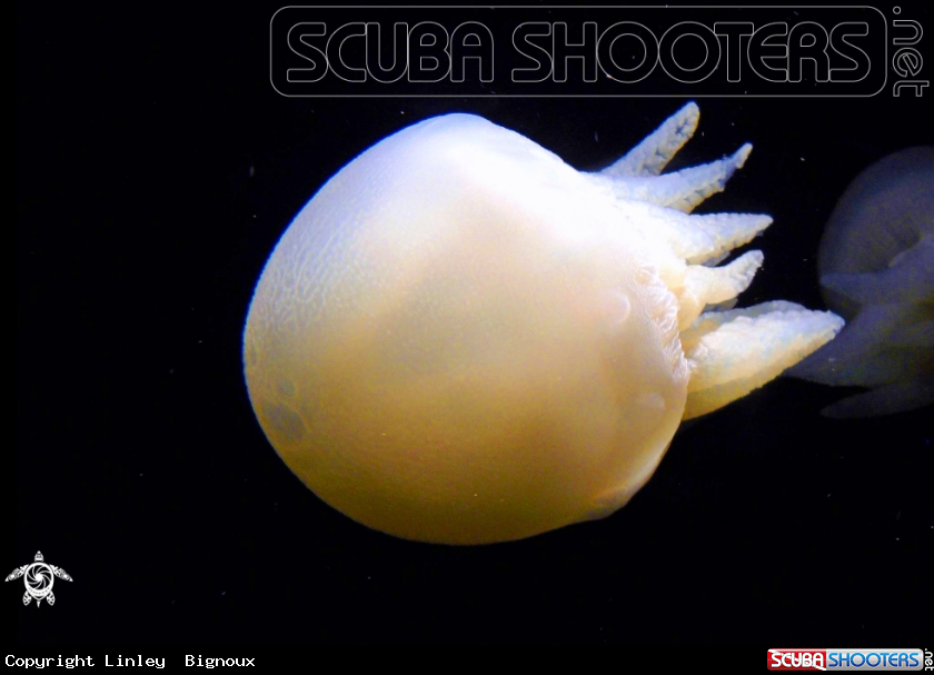A Aurelia aurita