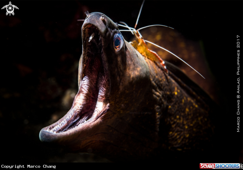 A eel