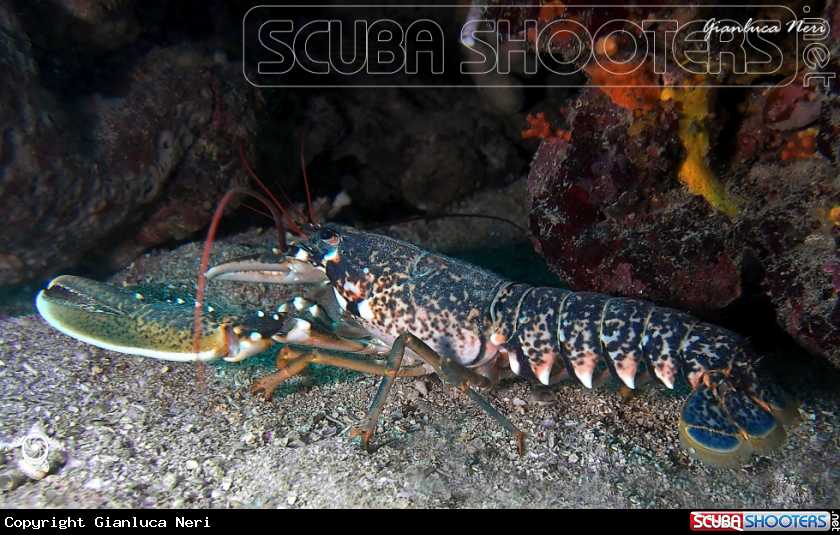 A Homarus gammarus 