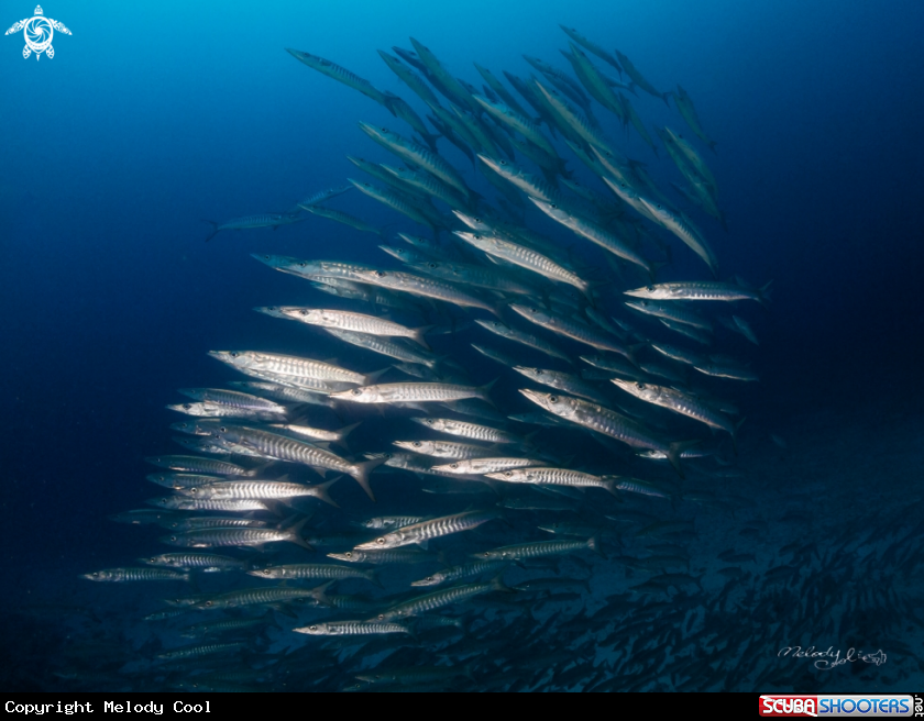A Barracuda