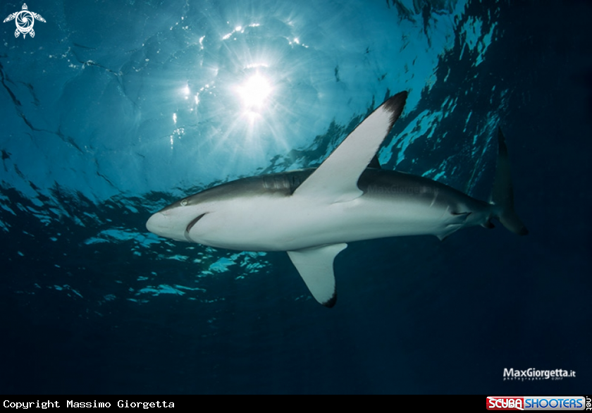 A silk shark