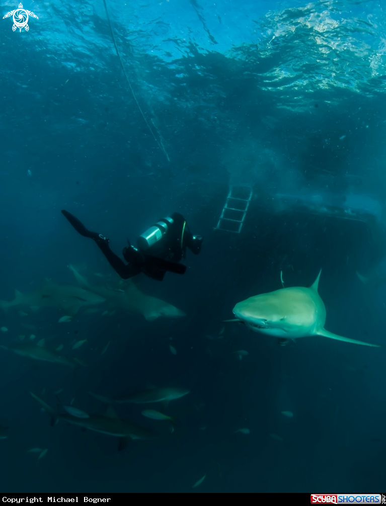 A Lemon Shark