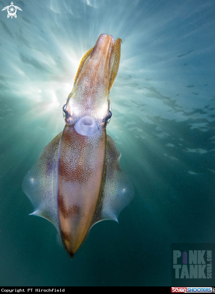 A Calamari Squid