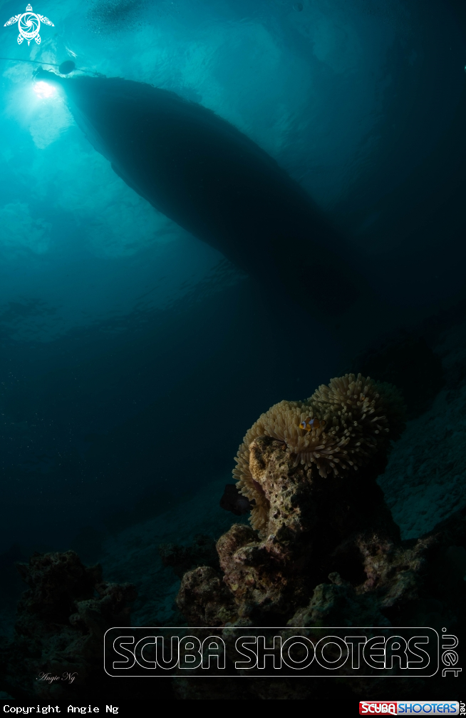 A Bottom of a Boat
