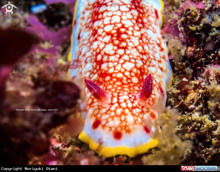 A nudibranch