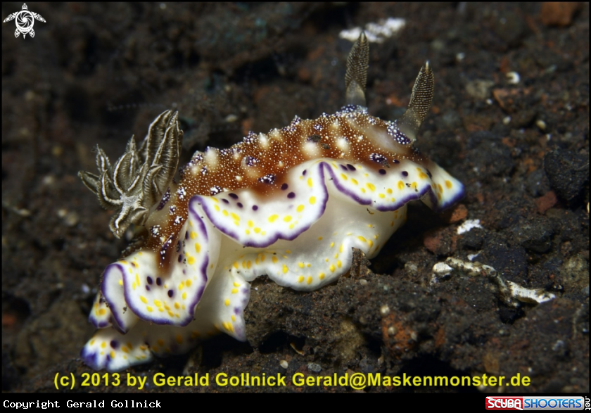 A underwater creature