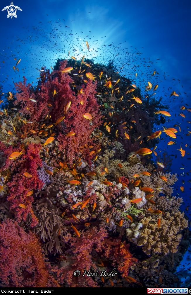A soft coral
