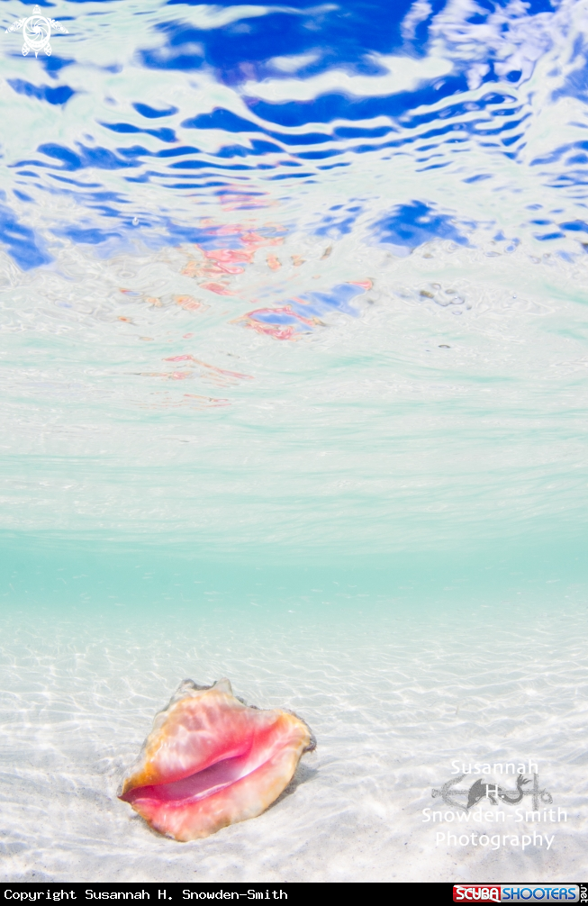 A Conch