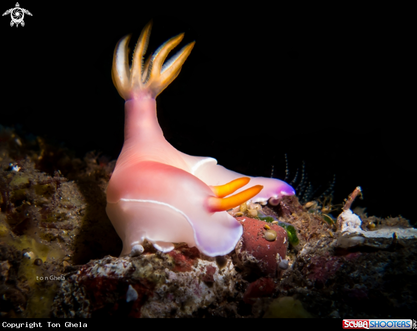 A Nudibranch