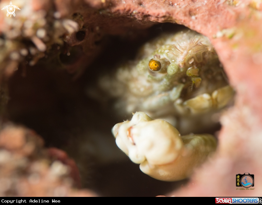 A Box crab