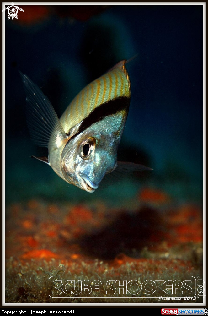 A underwater creature