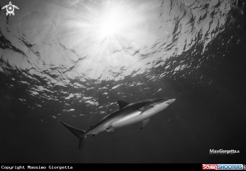 A silk shark