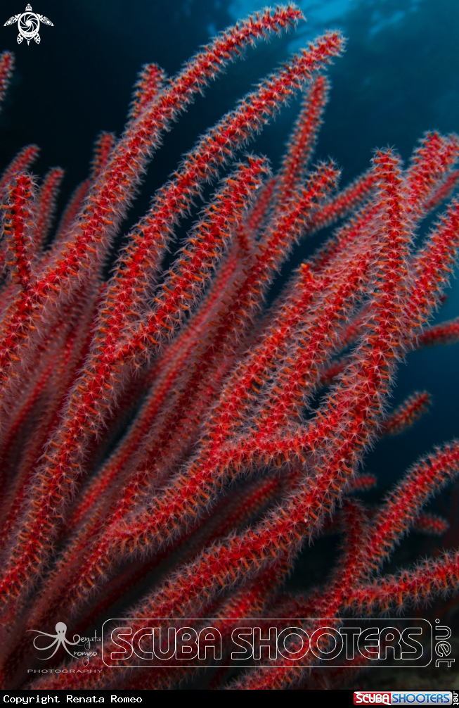 A soft coral