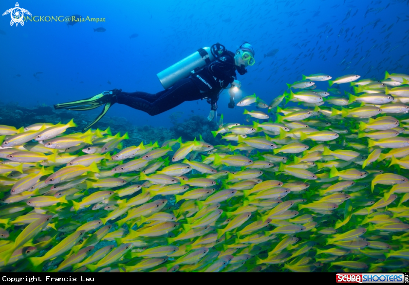 A Yellow snapper