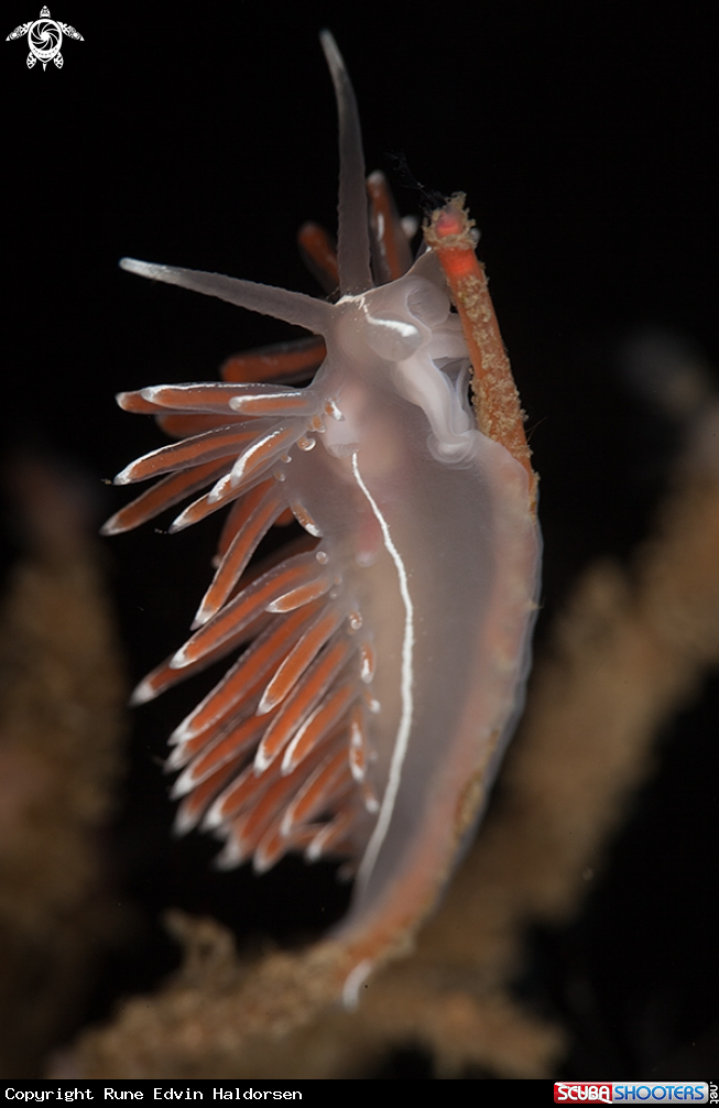 A Flabellina Lineata