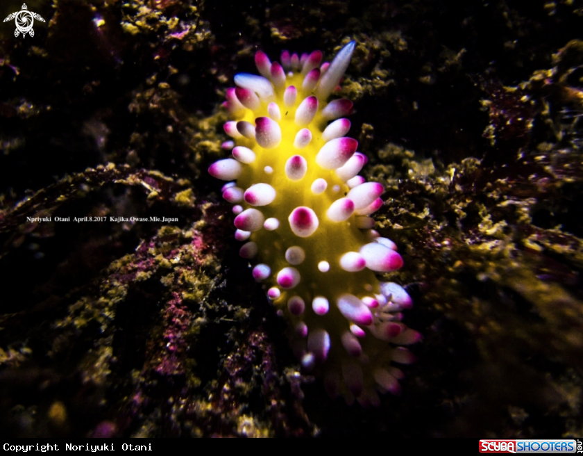 A nudibranch