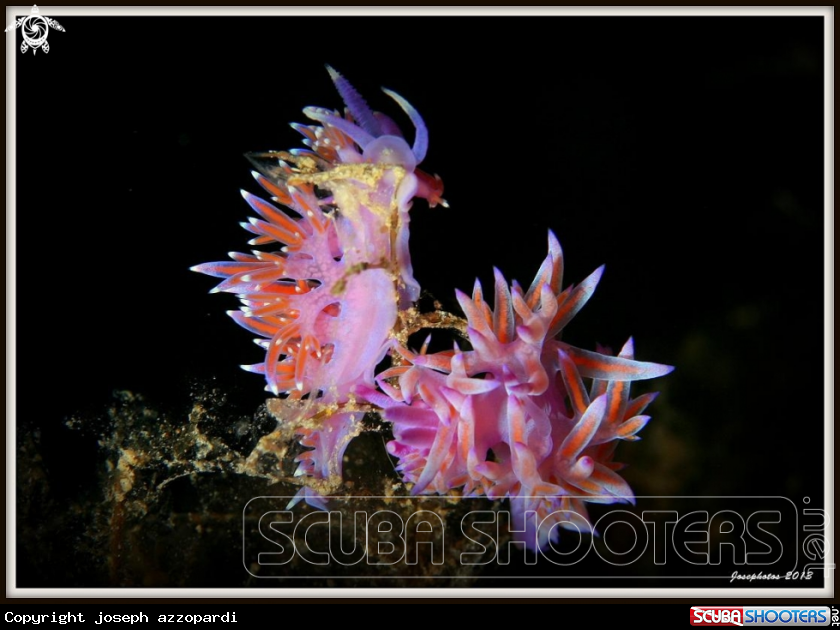 A underwater creature