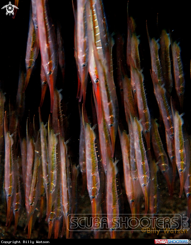 A Razorfish