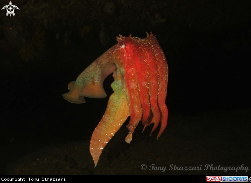 A Giant Cuttle