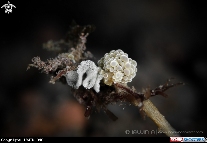 A Nudibranch laying eggs
