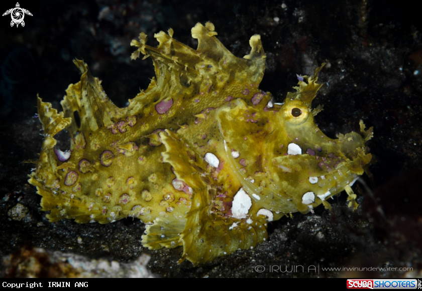 A Yellow Rhinopias