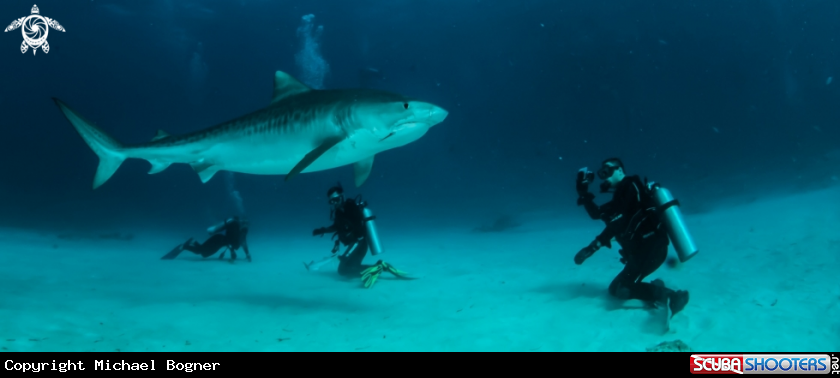 A Tiger Shark
