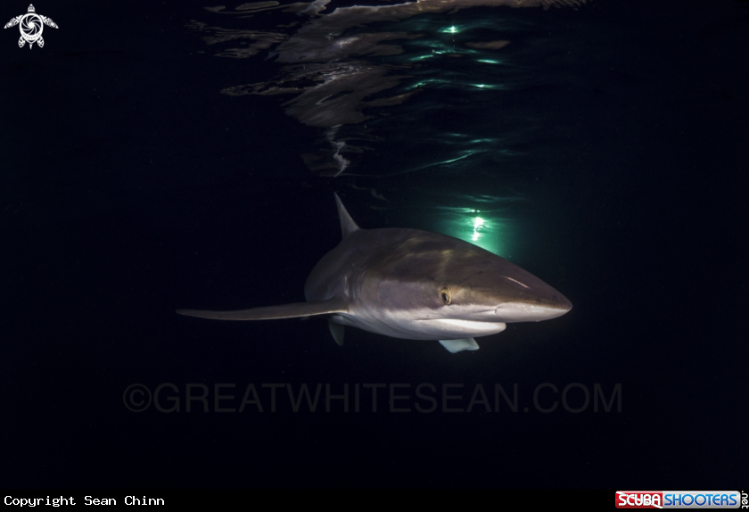 A Silky Shark