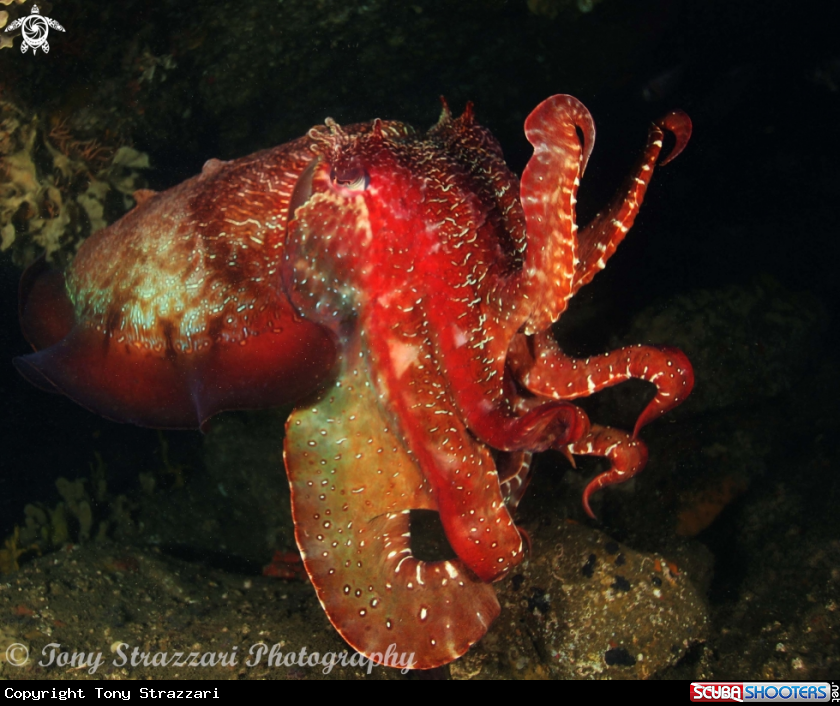 A Giant Cuttle