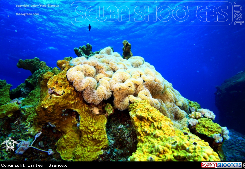 A Coral reef formation,Pointe Aux Piments,Mauritius