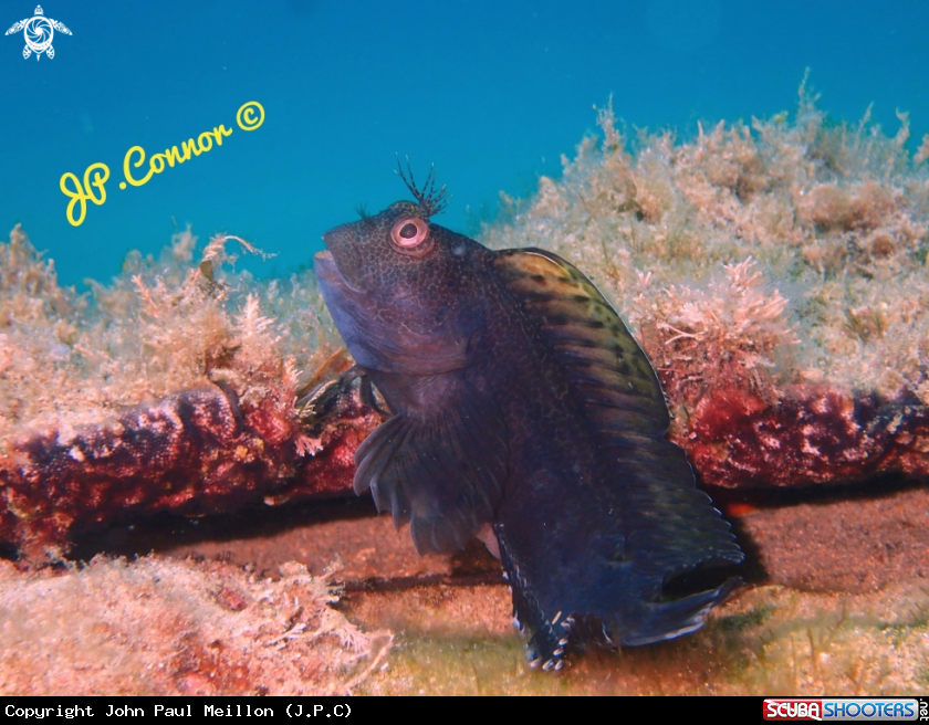 A Blennie Pilicorne