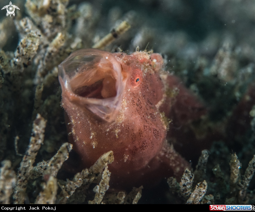 A Painted frogfish