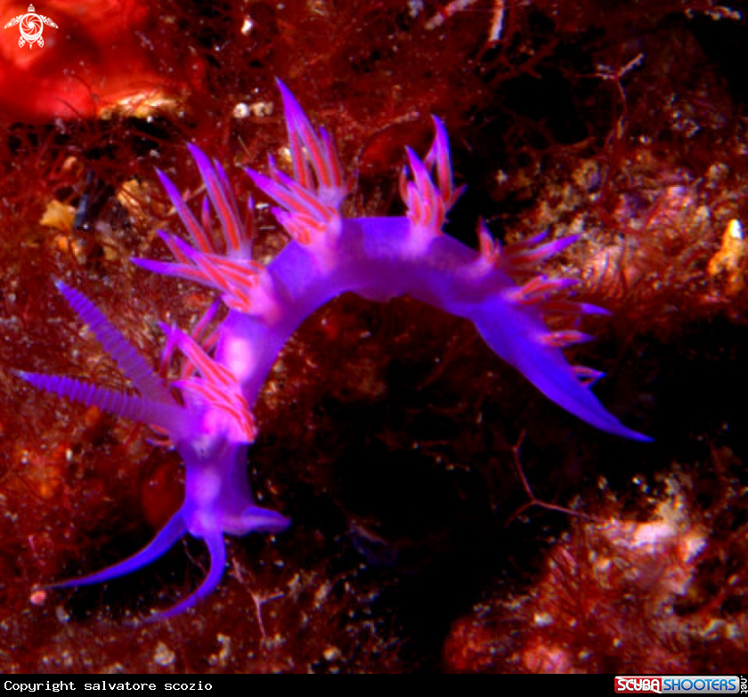 A underwater creature
