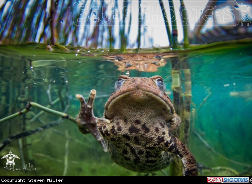 A Chorus frog