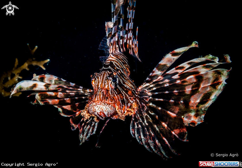 A Lion fish