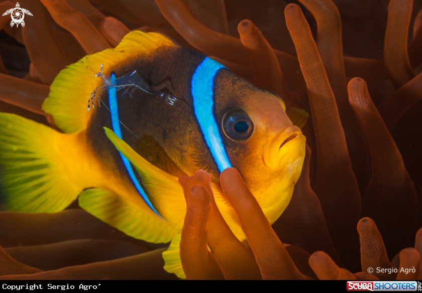 A Clown fish