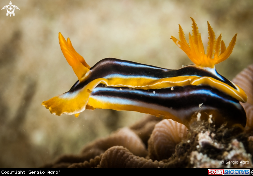 A Nudibranco