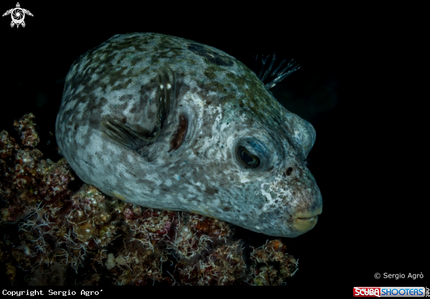 A Pesce palla