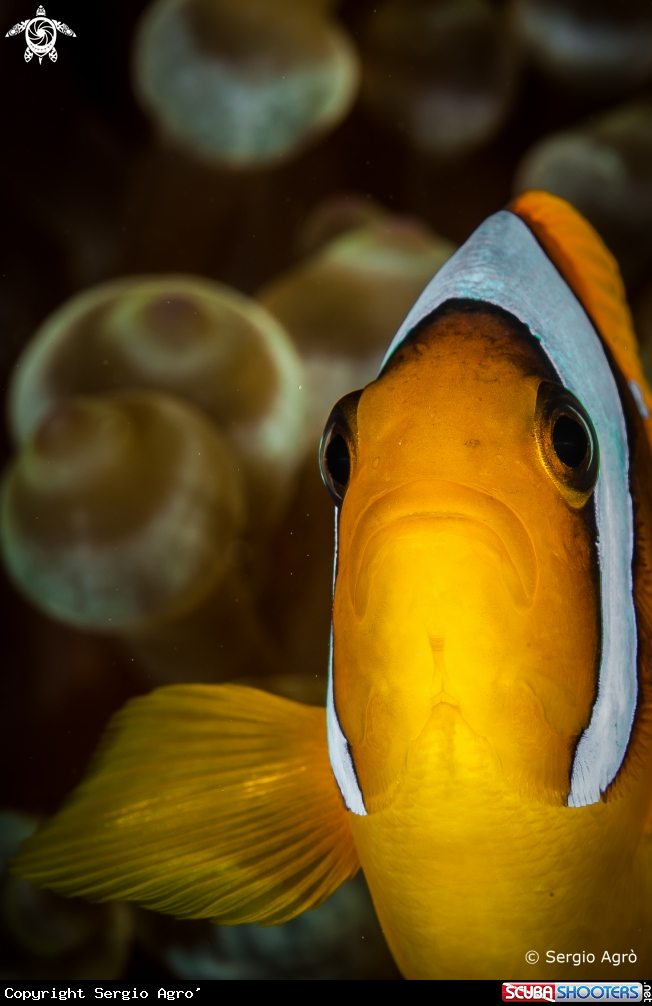 A Clown fish