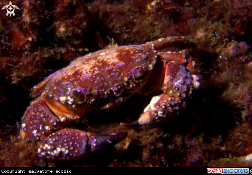 A underwater creature