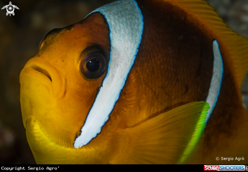 A Clown fish