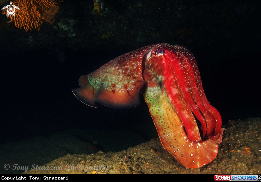 A Giant Cuttle