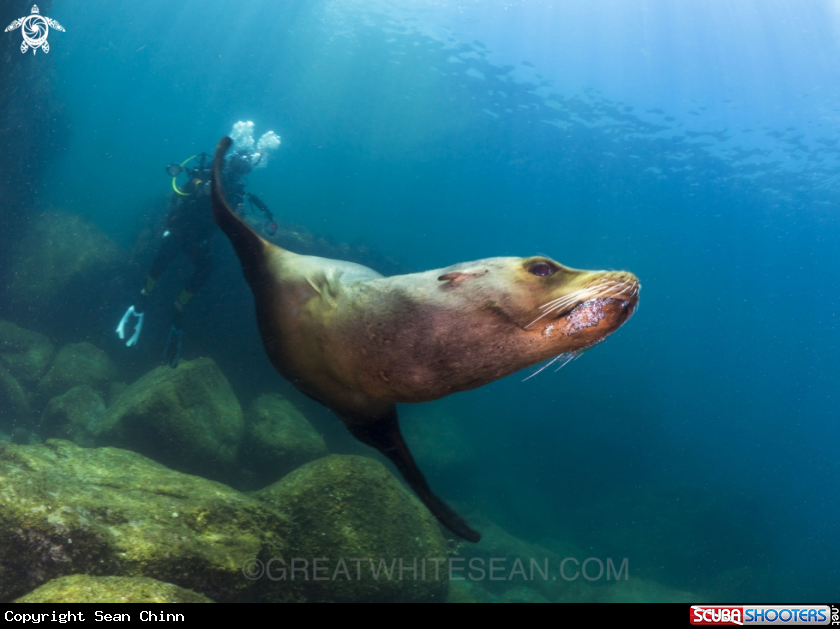 A Sea Lion