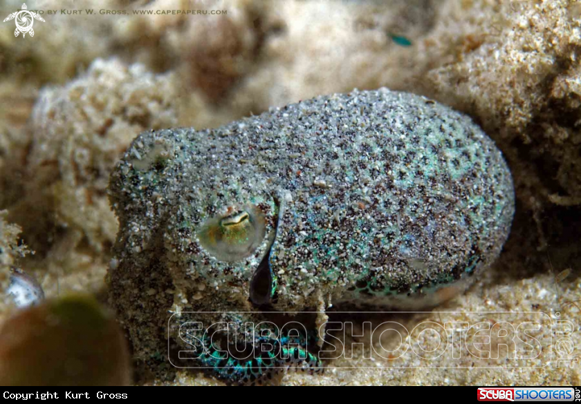 A Bobtail Squid