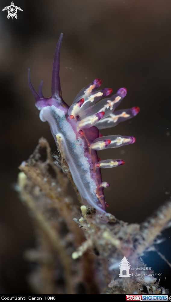 A Nudibranch