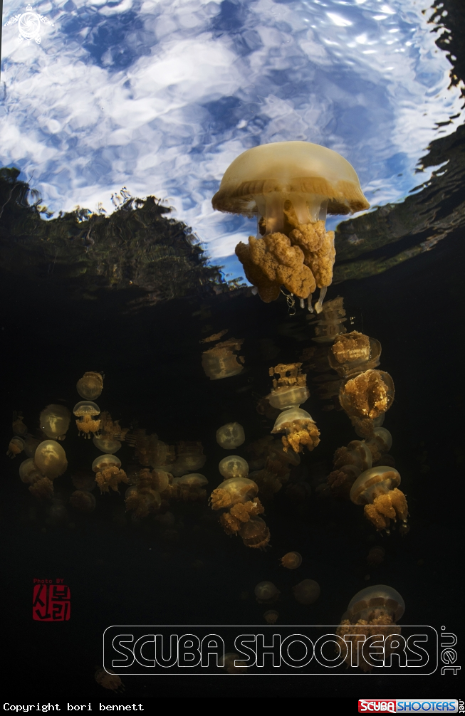 A jelly fish