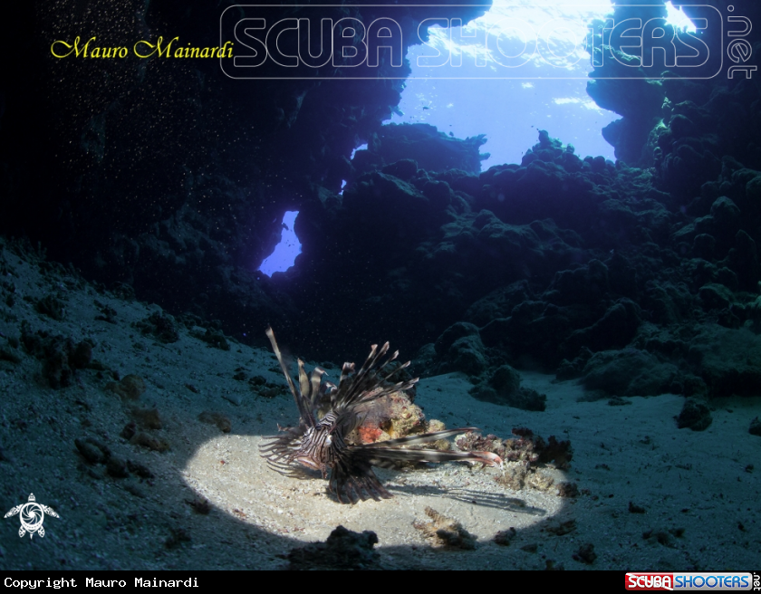 A Lionfish