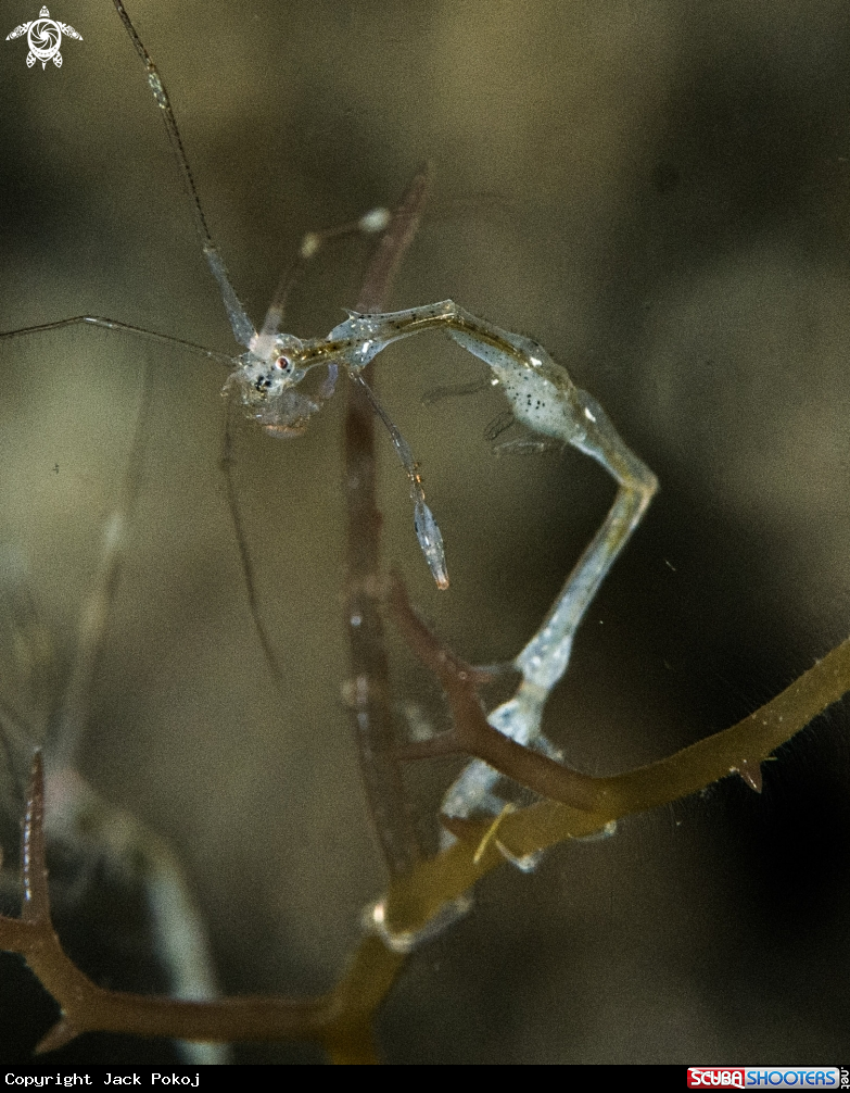 A Skeleton shrimp