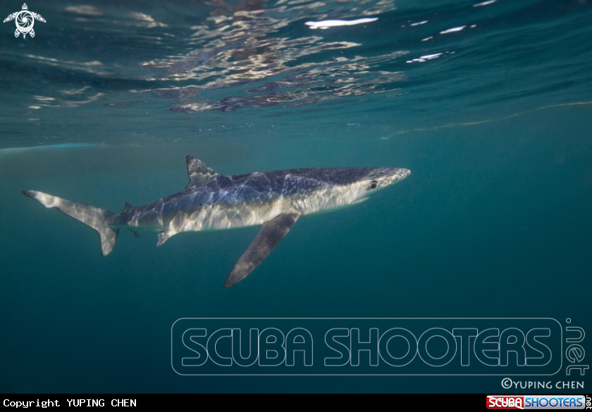 A Blue Shark