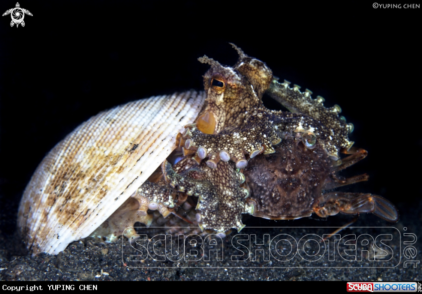 A Coconut Octopus